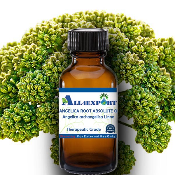 ANGELICA ROOT ABSOLUTE OIL